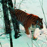 Мониторинг амурского тигра